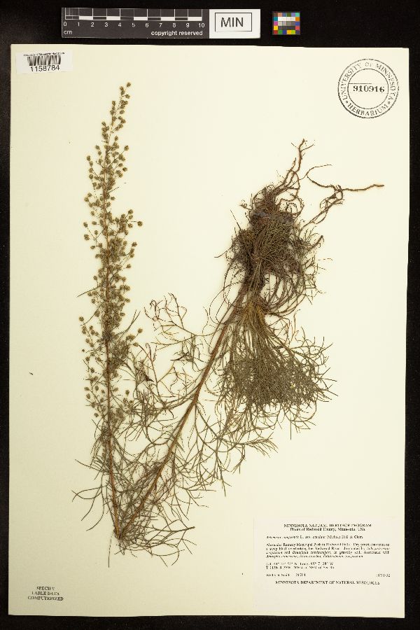 Artemisia campestris image