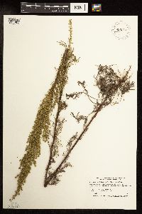 Artemisia campestris image