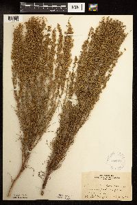 Artemisia campestris image