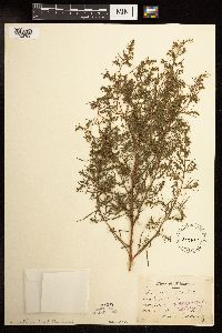 Artemisia campestris image
