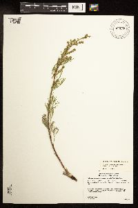 Artemisia campestris image