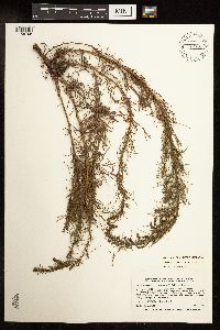 Artemisia campestris image