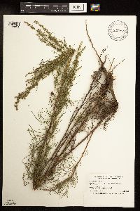 Artemisia campestris image