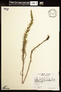 Artemisia campestris image