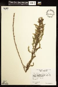 Artemisia campestris image