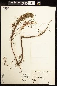 Artemisia campestris image