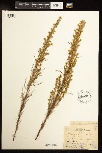 Artemisia campestris image