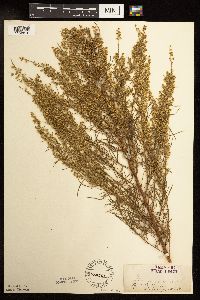 Artemisia campestris image