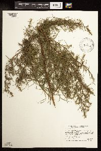 Artemisia dracunculus image