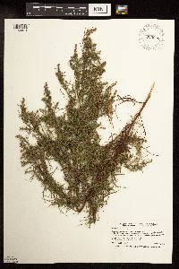 Artemisia dracunculus image