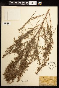 Artemisia dracunculus image