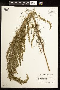 Artemisia dracunculus image