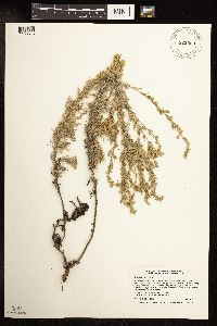 Artemisia frigida image