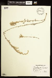 Artemisia frigida image