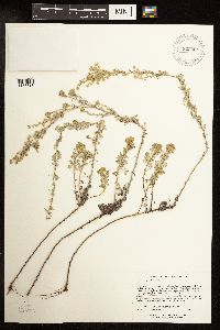 Artemisia frigida image
