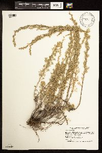 Artemisia frigida image
