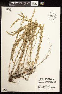 Artemisia frigida image