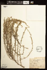 Artemisia frigida image