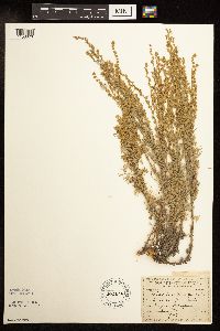 Artemisia frigida image
