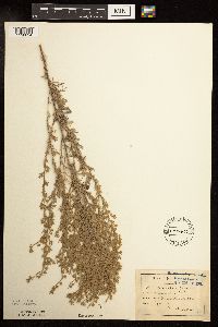 Artemisia frigida image