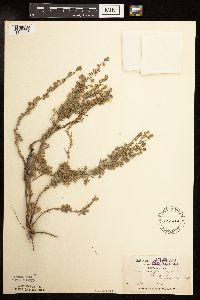 Artemisia frigida image