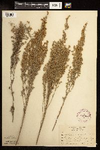 Artemisia frigida image