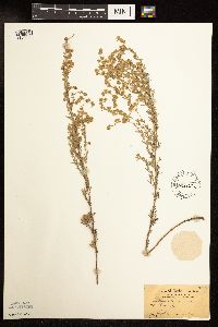 Artemisia frigida image