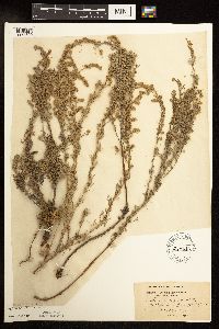 Artemisia frigida image
