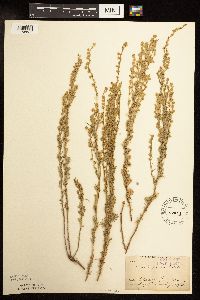 Artemisia frigida image