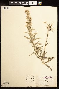 Artemisia ludoviciana image