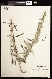 Artemisia ludoviciana image