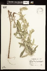Artemisia ludoviciana image