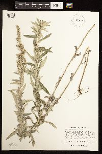 Artemisia ludoviciana image