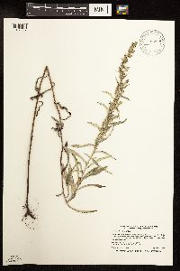 Artemisia ludoviciana image
