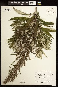Artemisia serrata image