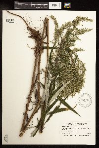 Artemisia serrata image