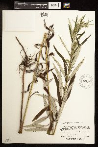 Artemisia serrata image