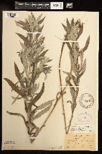 Artemisia serrata image