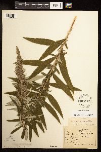 Artemisia serrata image