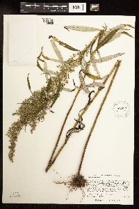 Artemisia serrata image