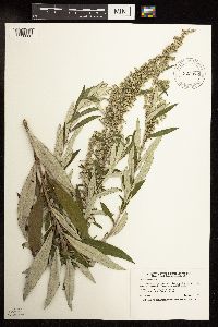 Artemisia serrata image