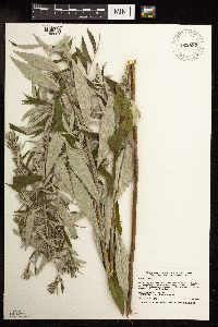 Artemisia serrata image