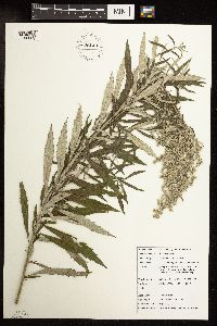 Artemisia serrata image