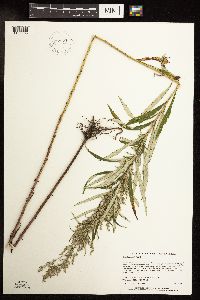 Artemisia serrata image