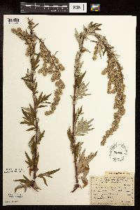 Artemisia vulgaris image