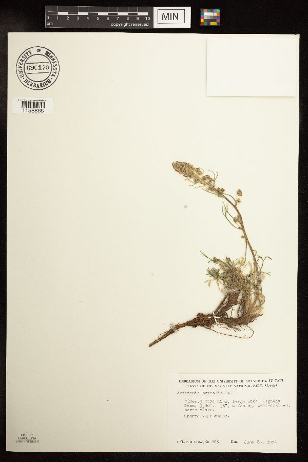 Artemisia borealis image