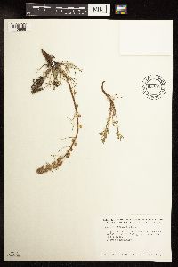 Artemisia borealis image