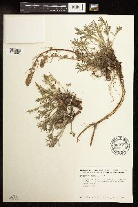 Artemisia borealis image