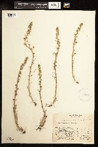 Artemisia borealis image