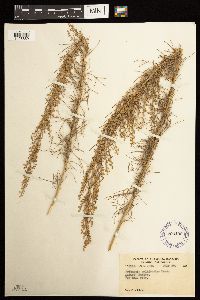 Media resource of Artemisia californica